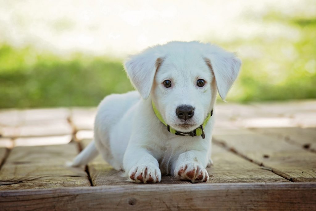 10 Places to Travel With Your Dog 10 Places to Travel With Your Dog